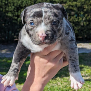 Duke – Platinum Merle (King Diesel x Tiki)