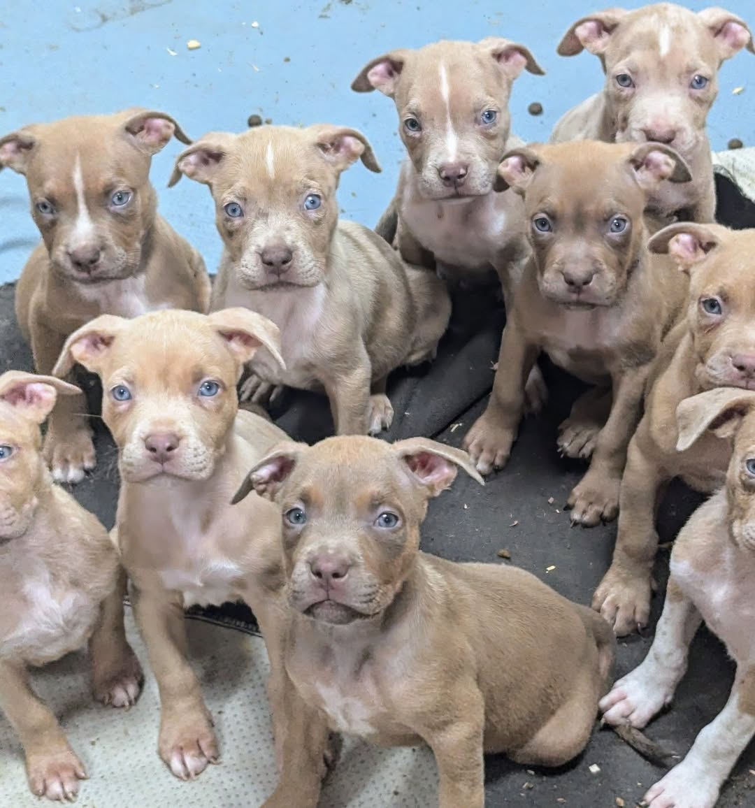 XL American Bully puppies for sale from Showtime Bullies