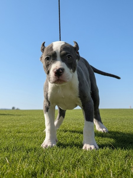 Male XL American Bully puppy named Titan for sale in Florida, from the Bully x Precious litter, with a powerful build, wide chest, and bold blue and white coat