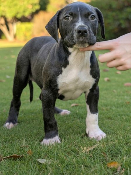 Dark female XL American Bully puppy named Storm for sale in Florida, from the Bully x Precious litter, with a sleek coat and confident, grounded posture