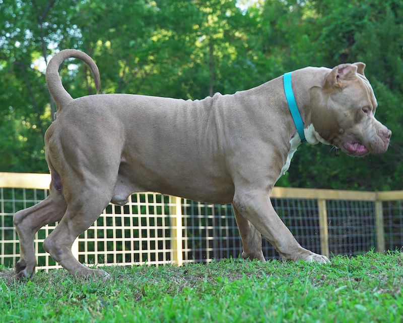 Big Pitbull