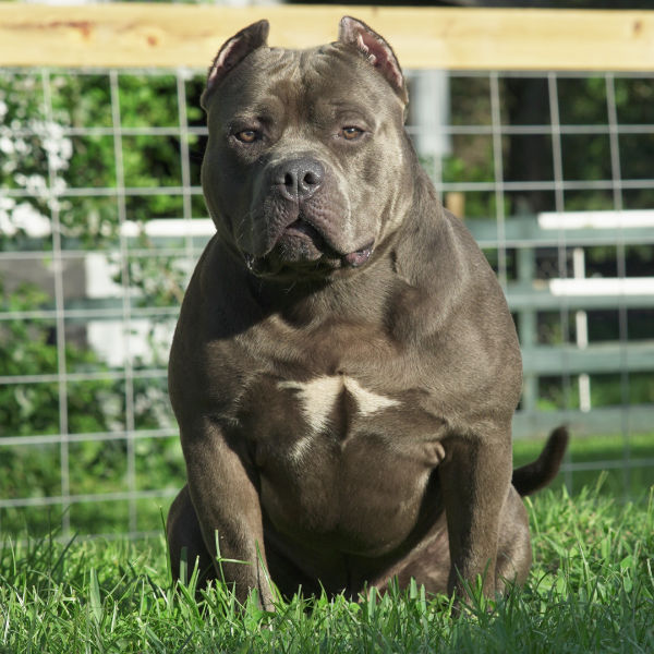 Blue American Bully