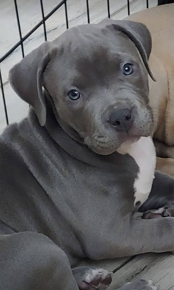 Blue Eyed Pit Pup