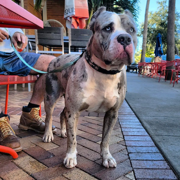 Blue Merle XL Bully
