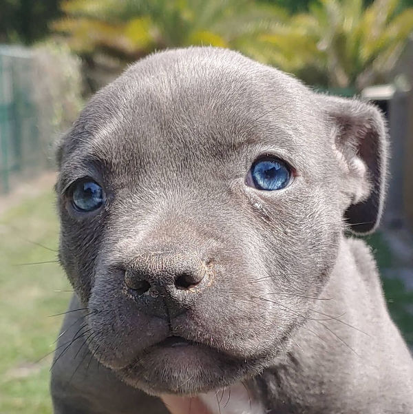 Blue Nose Bully Puppy