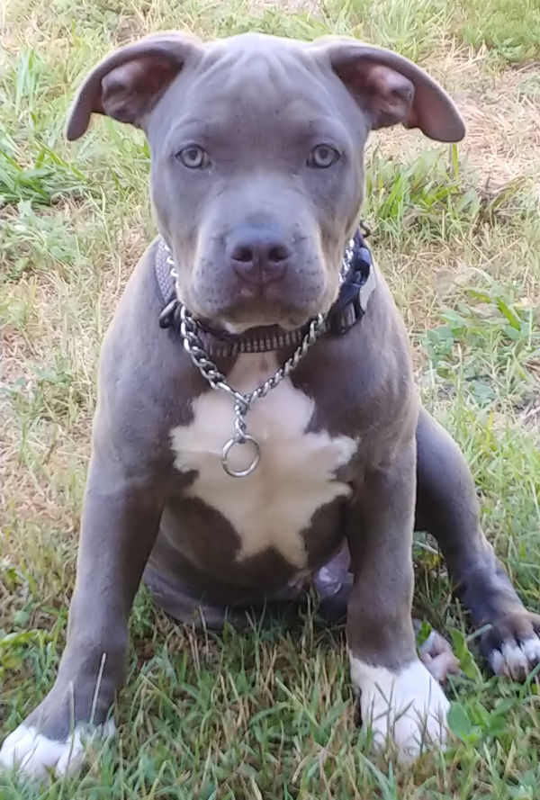 Blue Pit Bull Puppy