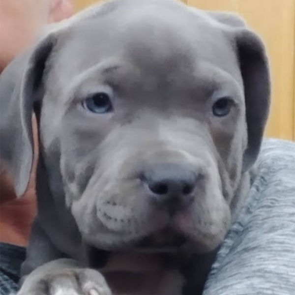 Blue nose xl puppy