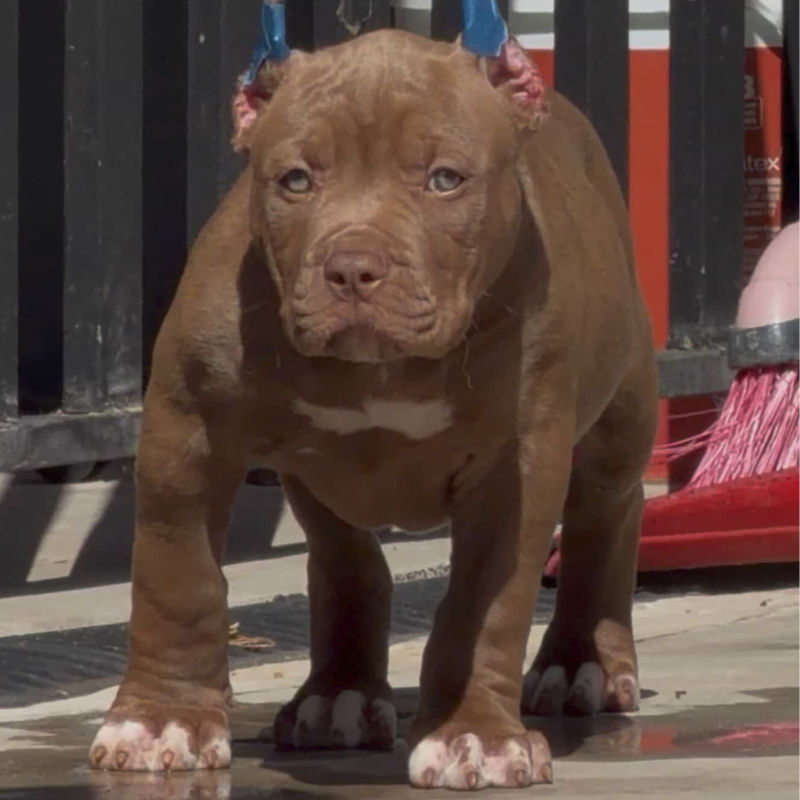 XL American Bully with a blue coat and white chest markings standing confidently on grass with a blurred outdoor background.