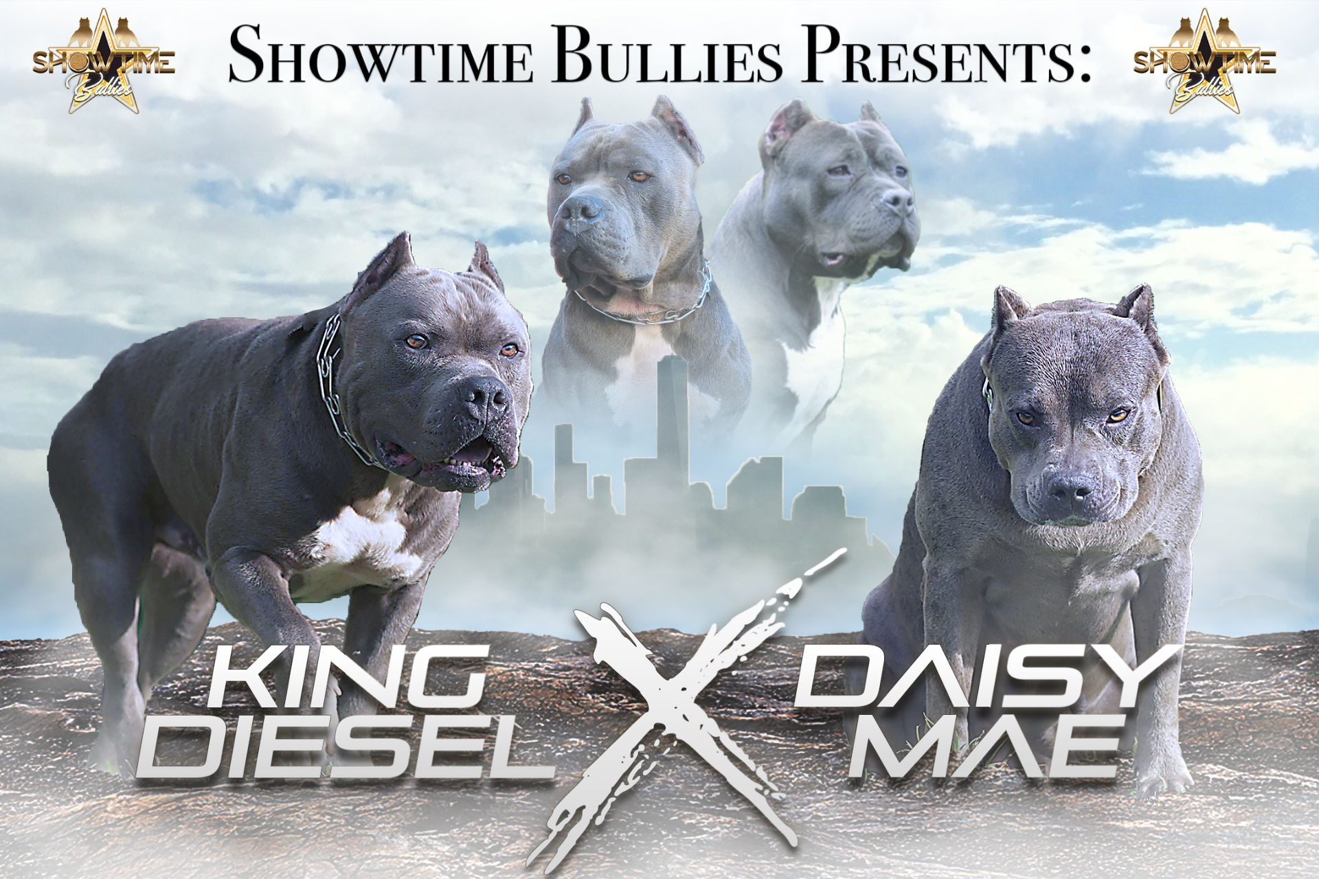 XL American Bully litter announcement – King Diesel x Daisy Mae breeding – Showtime Bullies pairing photo