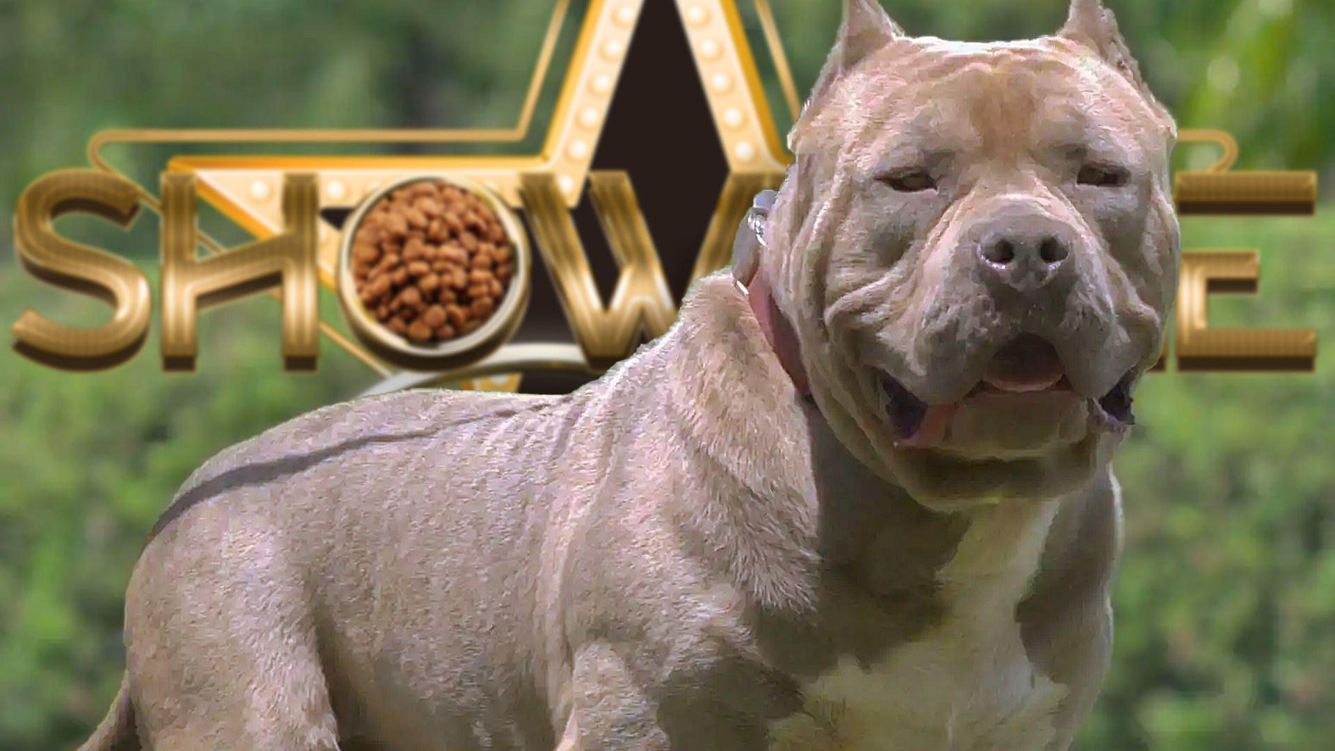 How Much Does an American Bully Cost?