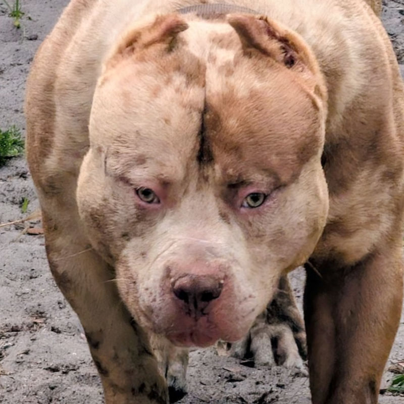 Merle XL American Bully with striking blue eyes standing confidently on grass, showcasing its muscular build and unique coat pattern.