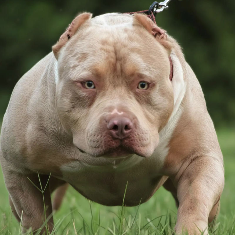 Brazilian Pit Monster close-up showing extreme head structure and muscular facial features
