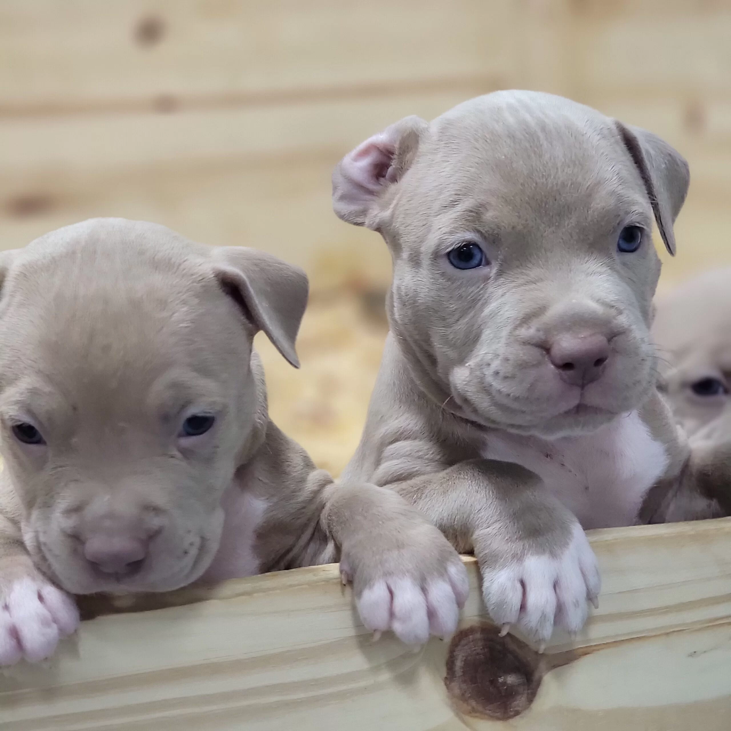 Adorable litter of fawn-colored American Bully puppies with blue eyes and soft pink noses, peeking over the edge of a wooden enclosure. The puppies display curious and playful expressions.