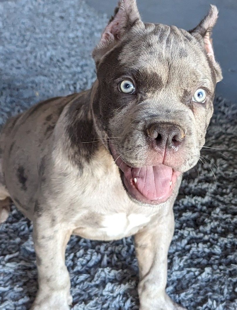 Rare-pitbull Playful merle American Bully puppy with striking blue eyes, cropped ears, and a big smile, sitting on a textured gray carpet in a cozy indoor setting.