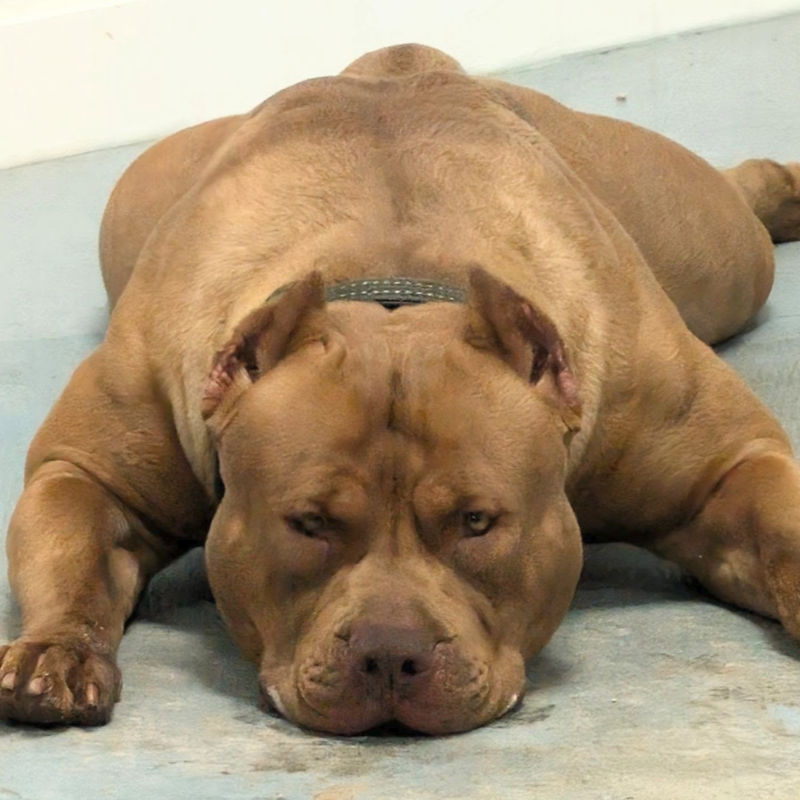 XL American Bully with a solid blue coat sitting on grass in a fenced outdoor area, showcasing a muscular build and intense gaze.