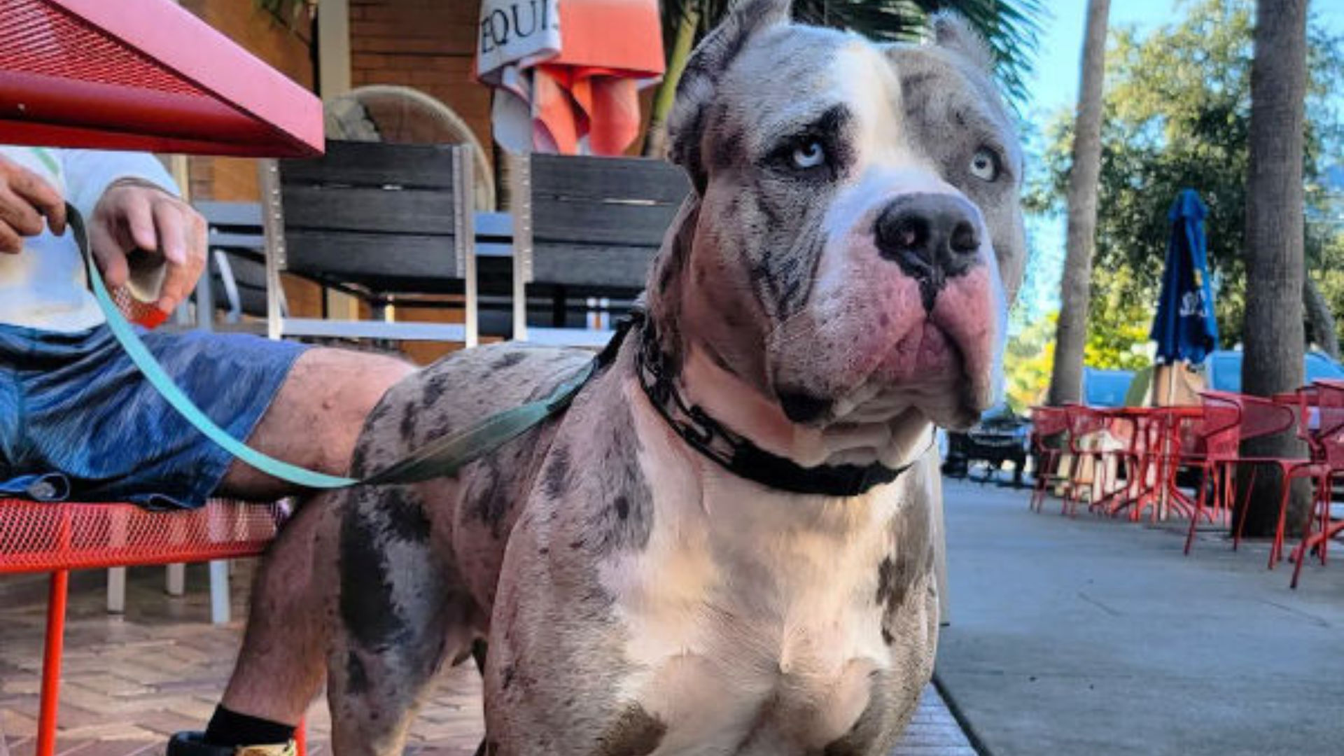 Are XL American Bullies Good Service Dogs? What You Need to Know