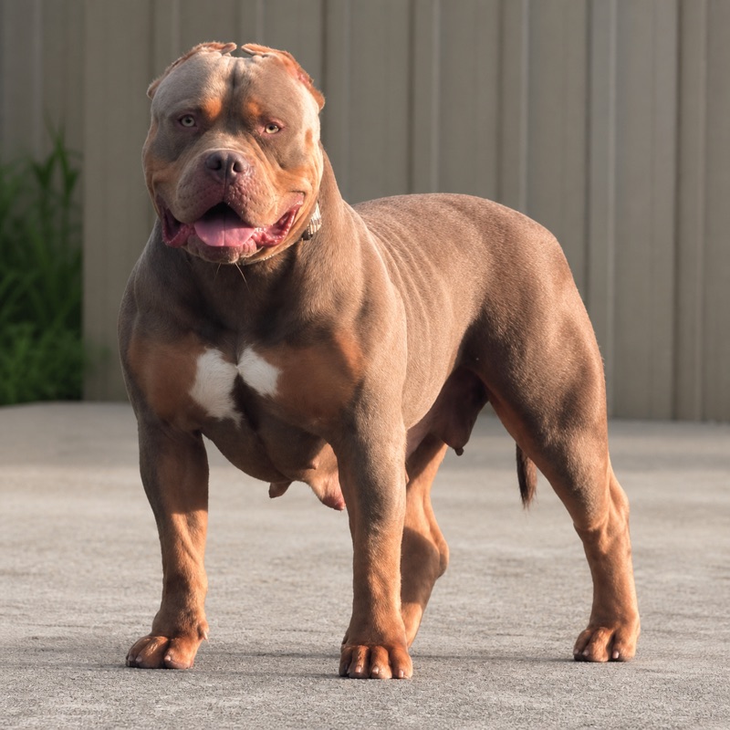 XL American Bully with a red coat and white chest markings standing on a paved surface with the Showtime Bullies logo in the background.