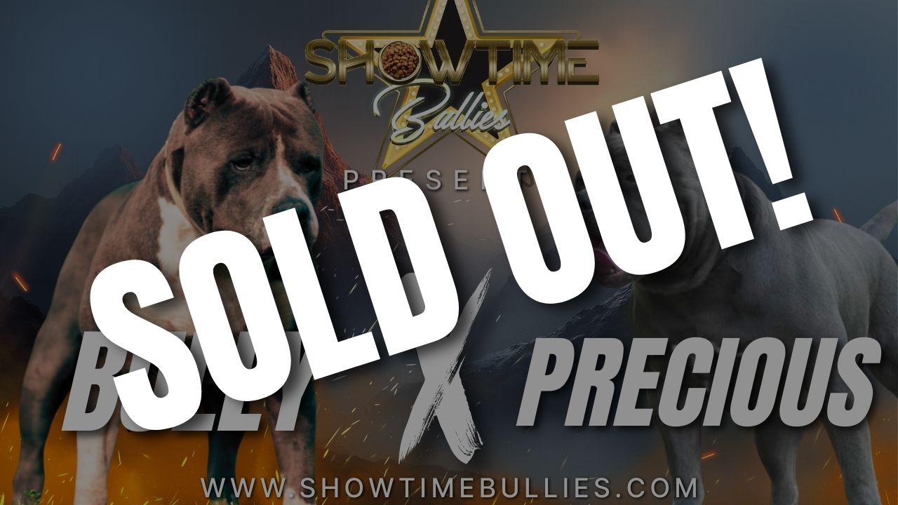 XL American Bully litter announcement from Showtime Bullies featuring Bully and Precious, showcasing upcoming puppies for sale with champion bloodlines