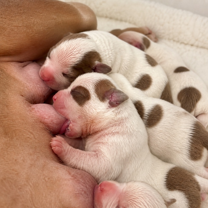 Adorable litter of fawn-colored American Bully puppies with blue eyes and soft pink noses, peeking over the edge of a wooden enclosure. The puppies display curious and playful expressions.