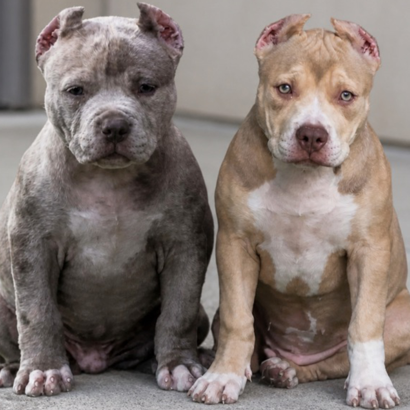 XL American Bully puppies for sale from Showtime Bullies