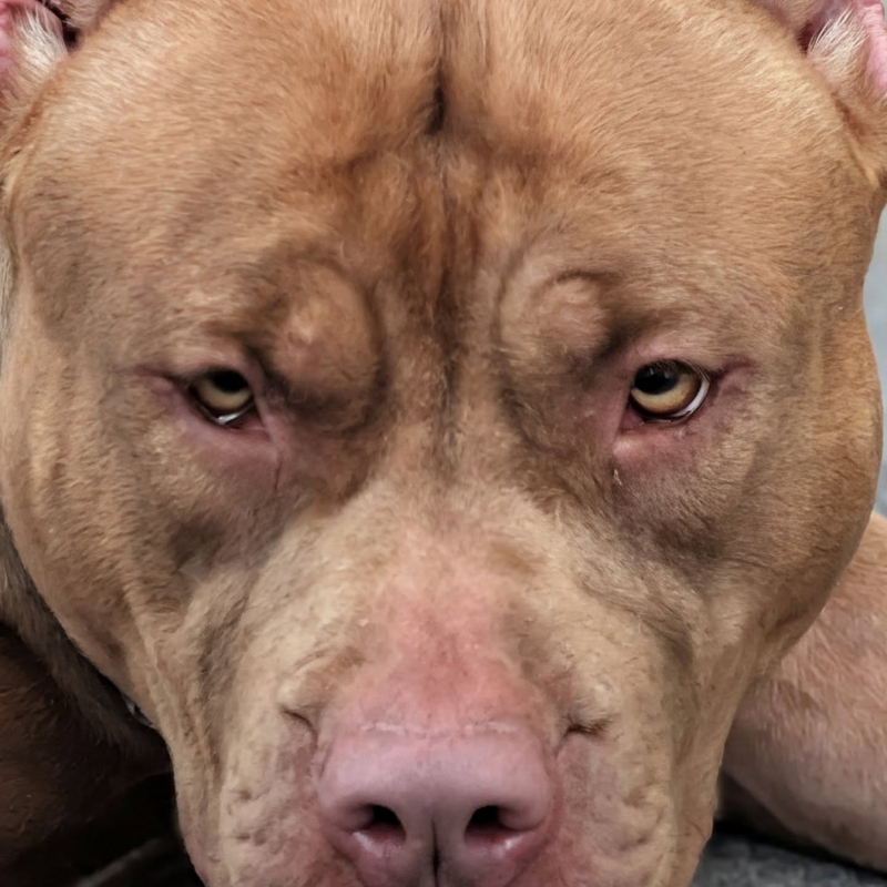 Brazilian Pit Monster close-up showing extreme head structure and muscular facial features