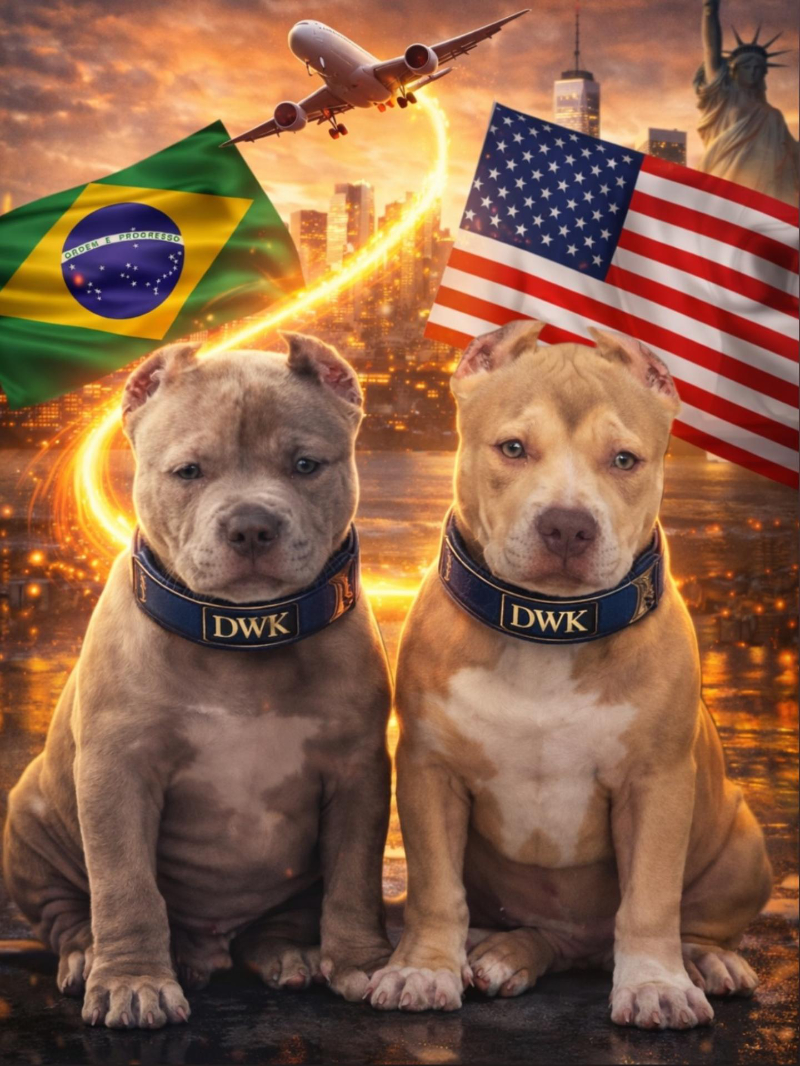 Brazilian Pit Monster puppies representing imported bloodlines from Brazil to the United States
