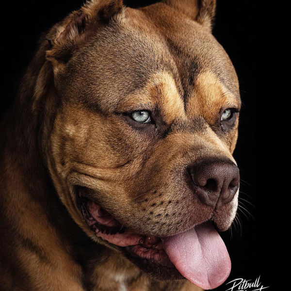 Brazilian Pit Monster with massive head structure and muscular build close-up