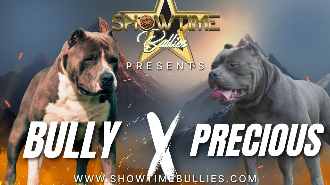 XL American Bully litter announcement from Showtime Bullies featuring Bully and Precious, showcasing upcoming puppies for sale with champion bloodlines