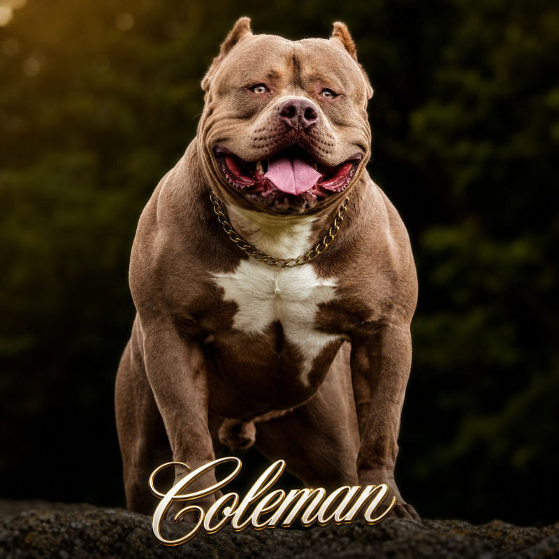 Coleman, Brazilian Bull stud at Showtime Bullies in Clearwater, Florida