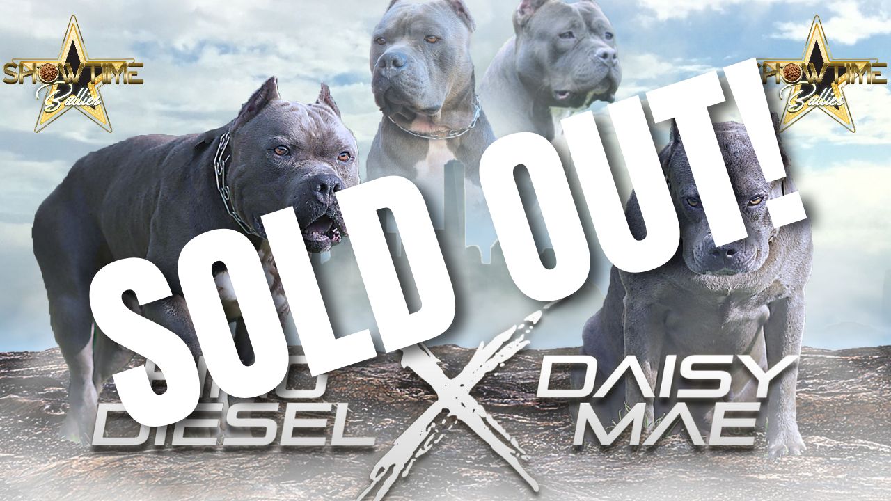 XL American Bully litter announcement – King Diesel x Daisy Mae breeding – Showtime Bullies pairing photo