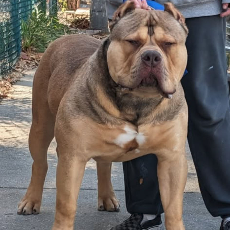 Kronik, Brazilian Bull stud at Showtime Bullies in Clearwater, Florida