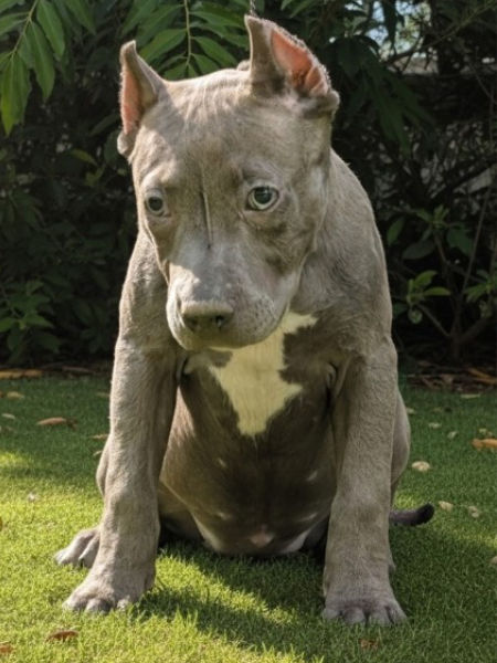 Gray female XL American Bully puppy named Luna from the Bully x Precious litter, for sale in Florida, with a calm temperament and striking slate coat