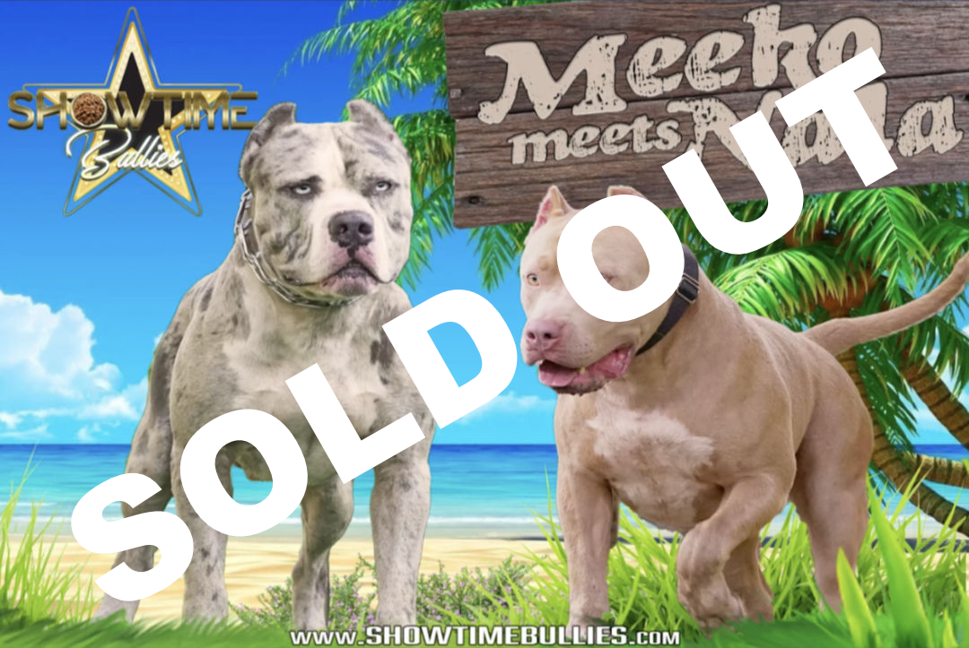 Showtime Bullies XL American Bully litter announcement featuring Meeko and Nala, upcoming puppies for sale