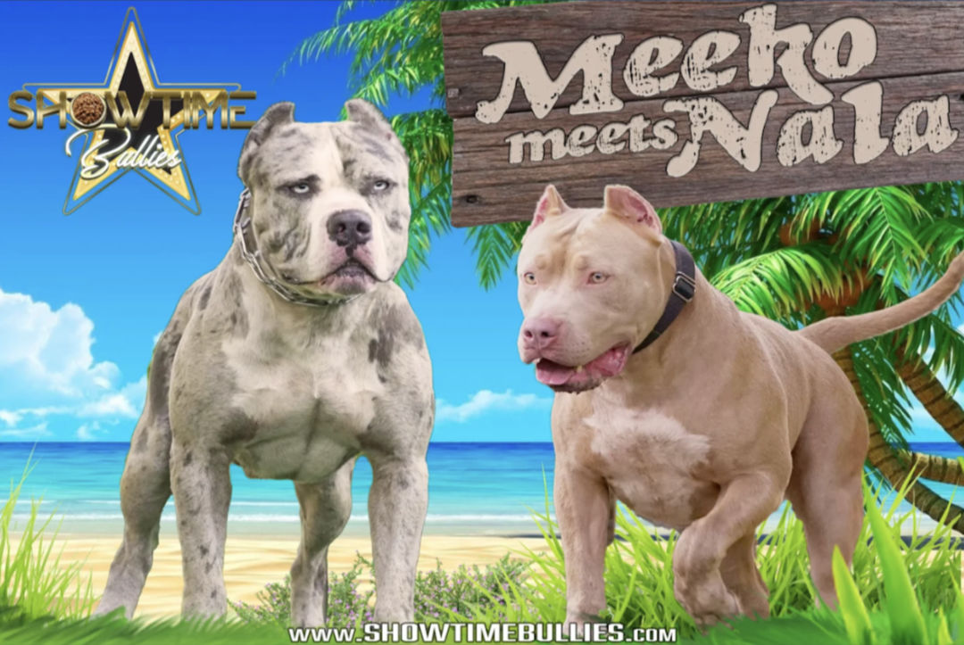 Showtime Bullies XL American Bully litter announcement featuring Meeko and Nala, upcoming puppies for sale