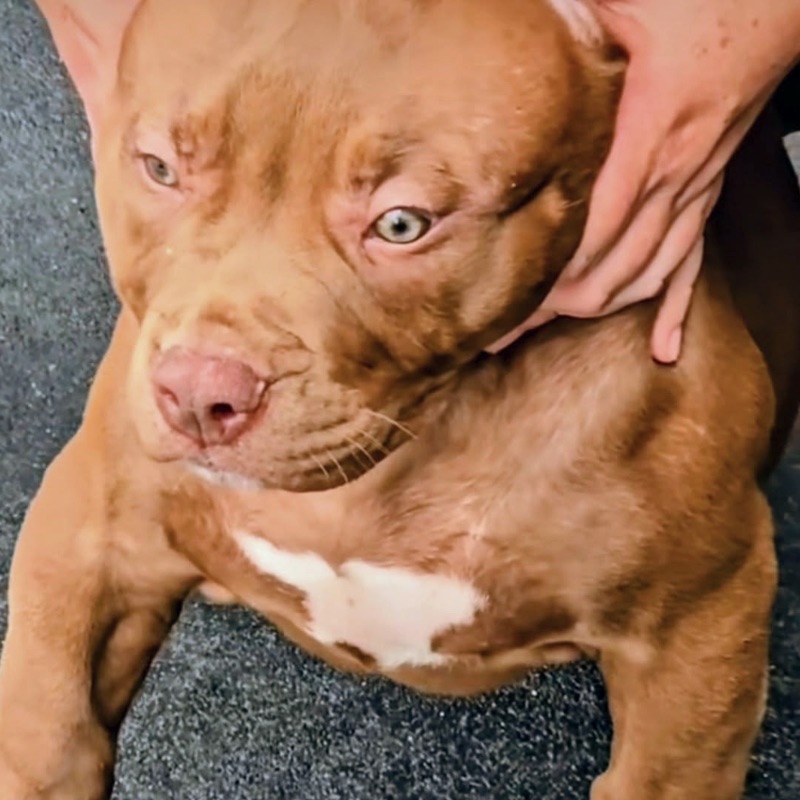 XL American Bully with a fawn coat and white chest markings standing confidently on a paved surface with a green outdoor background.