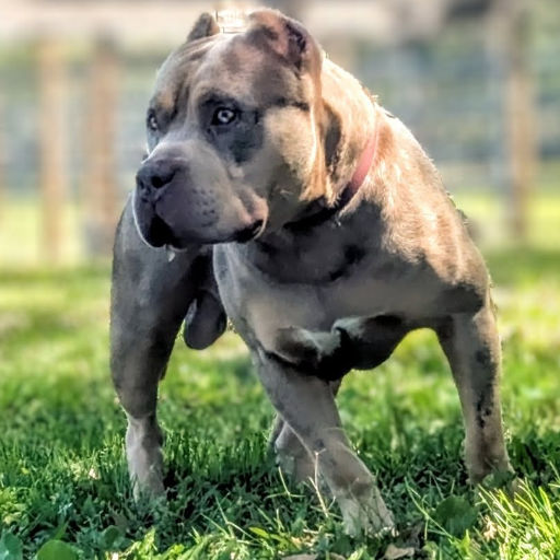 Vincent Van Go! - XL American Bully Stud - Showtime Bullies
