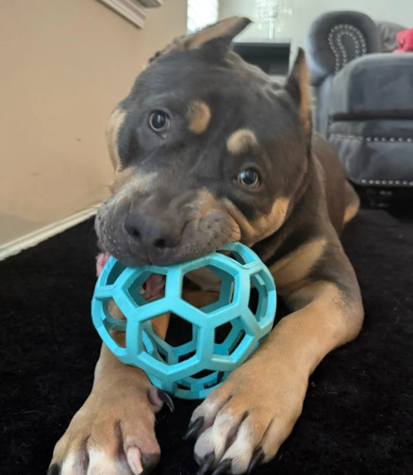 XL American Bully puppy from Showtime Bullies chewing on a blue ball toy indoors