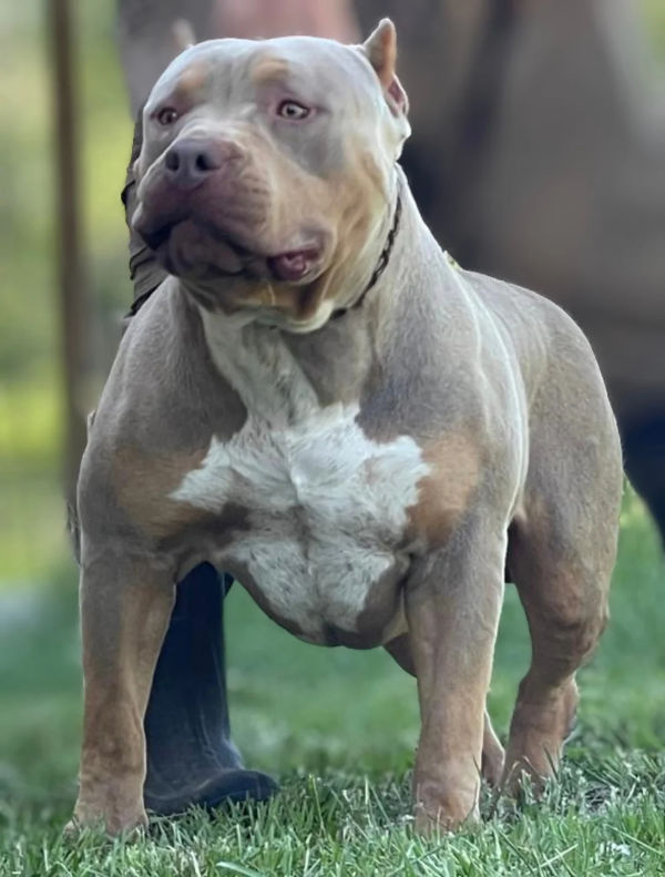 Muscular female XL American Bully from Showtime Bullies with champagne and white coat