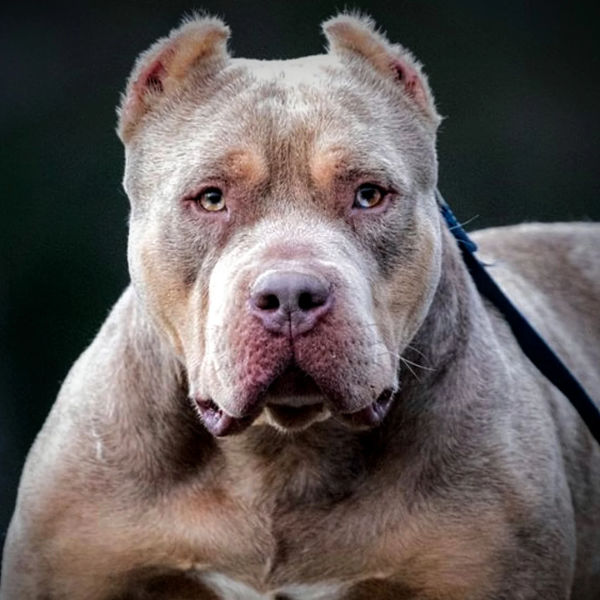 XL American Bully stud from Showtime Bullies with muscular build and cropped ears