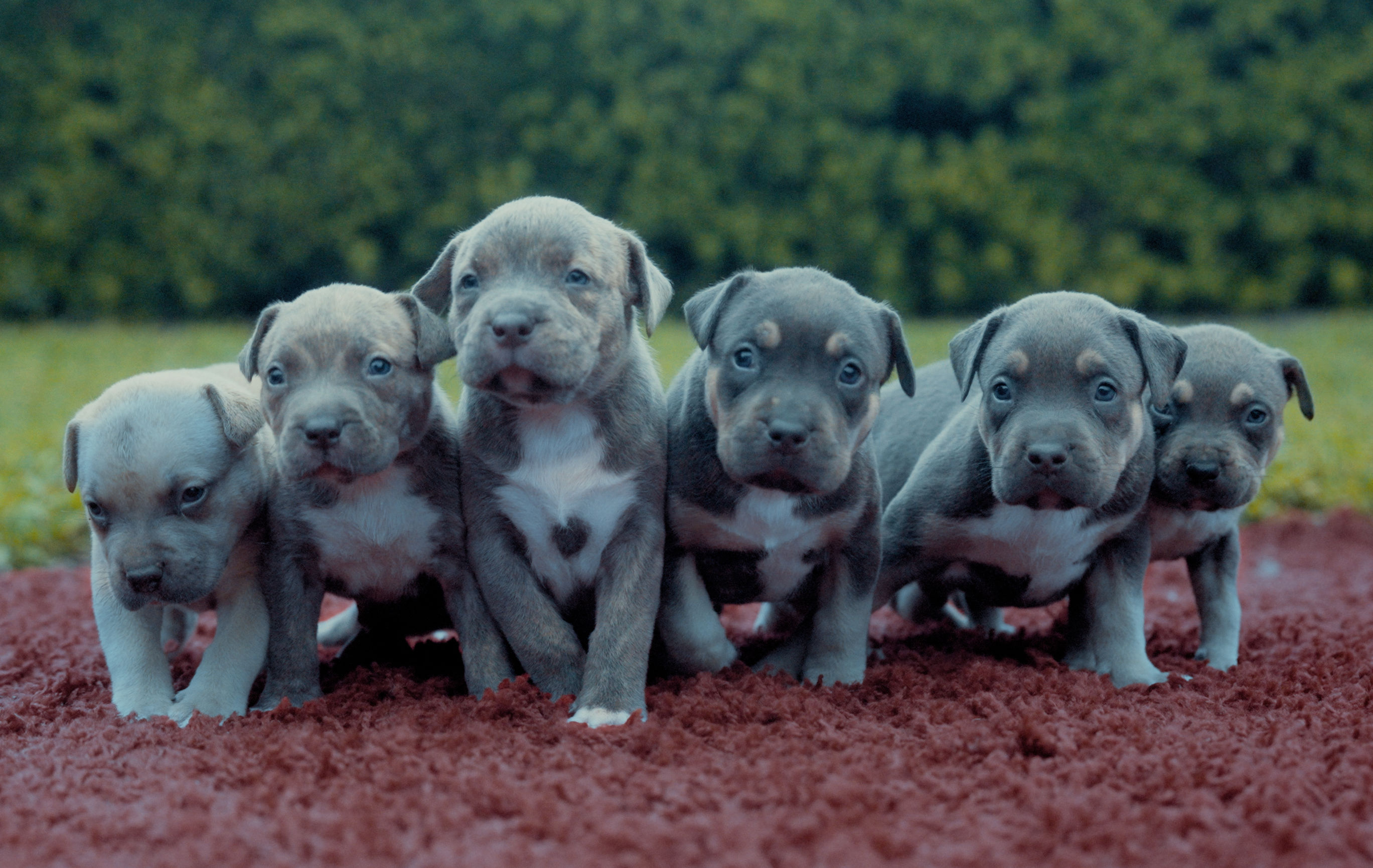 xl_american_bully_puppies_for_sale XL American Bully Puppies for Sale